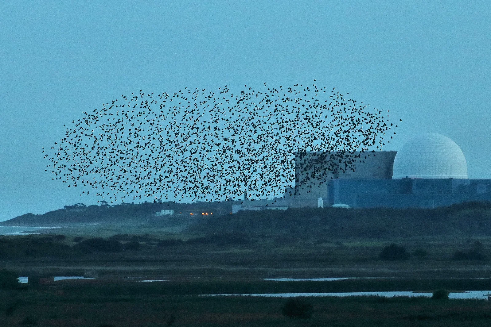 Thousands of starlings forming a dense curved murmuration across a pale evening sky.