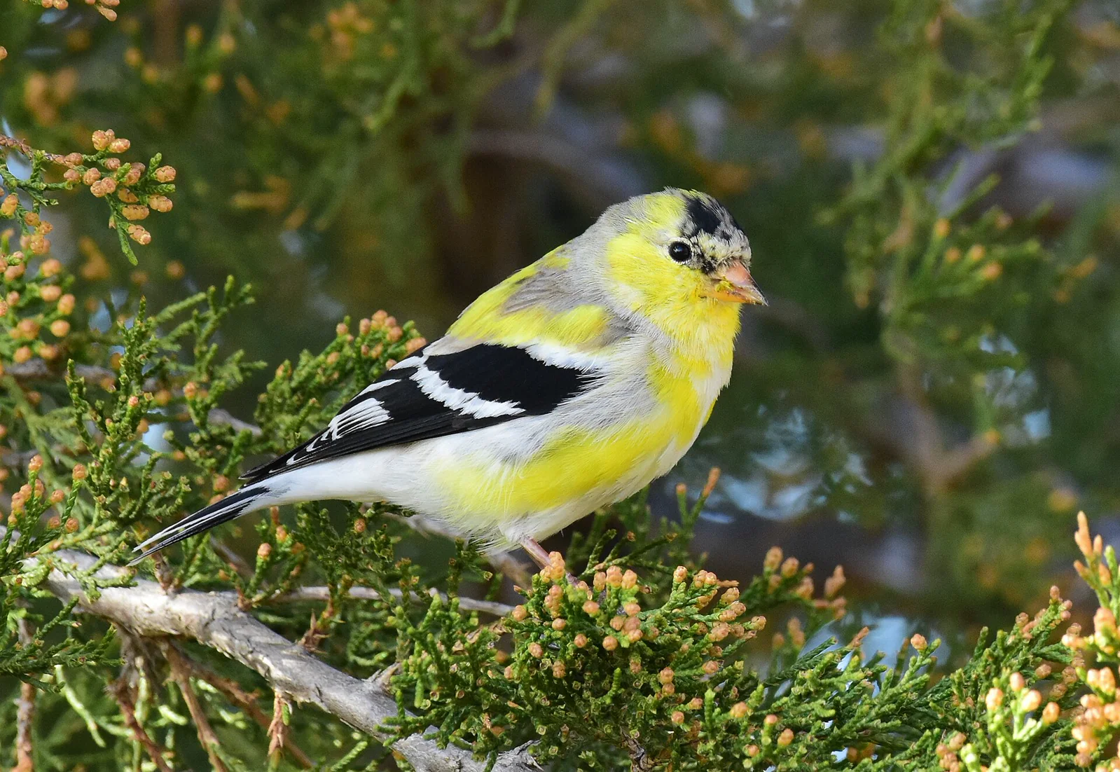 A male American goldfinch with patchy yellow and brown plumage during molt.