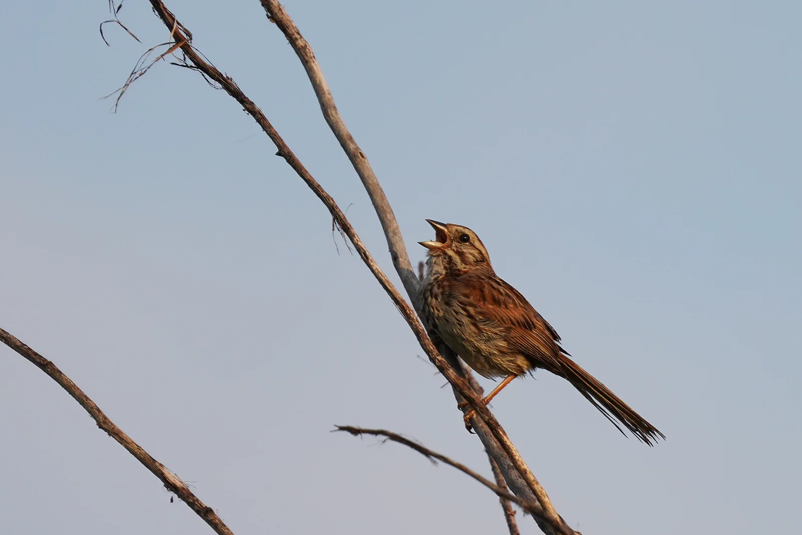 A song sparrow singing from an exposed branch against a pale blue sky.