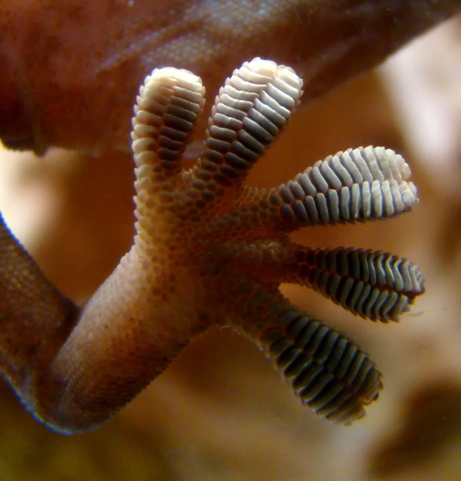 The underside of a gecko foot pressed against glass, showing its broad adhesive toe pads.