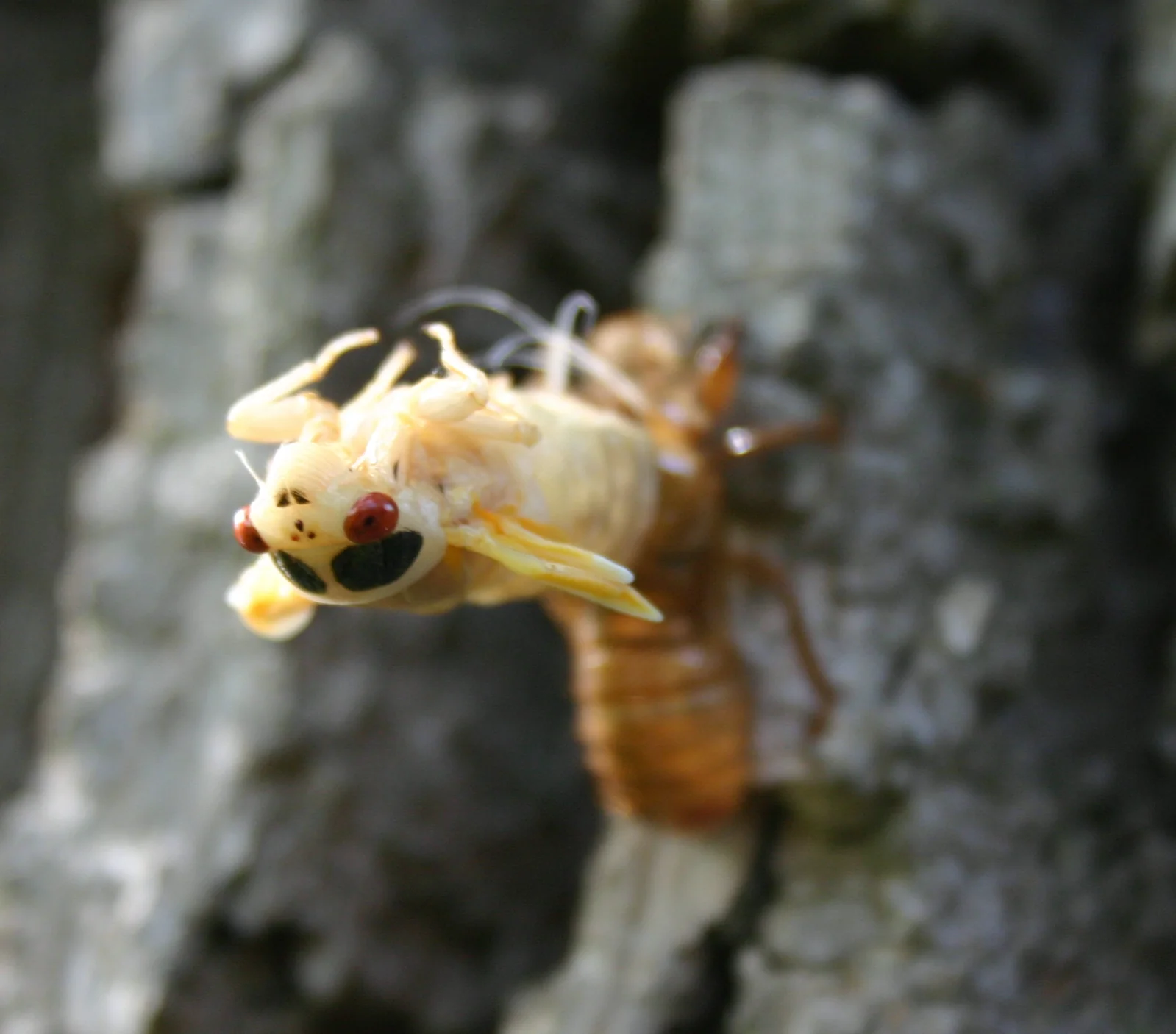 A pale newly emerged periodical cicada beside its split brown nymphal shell.