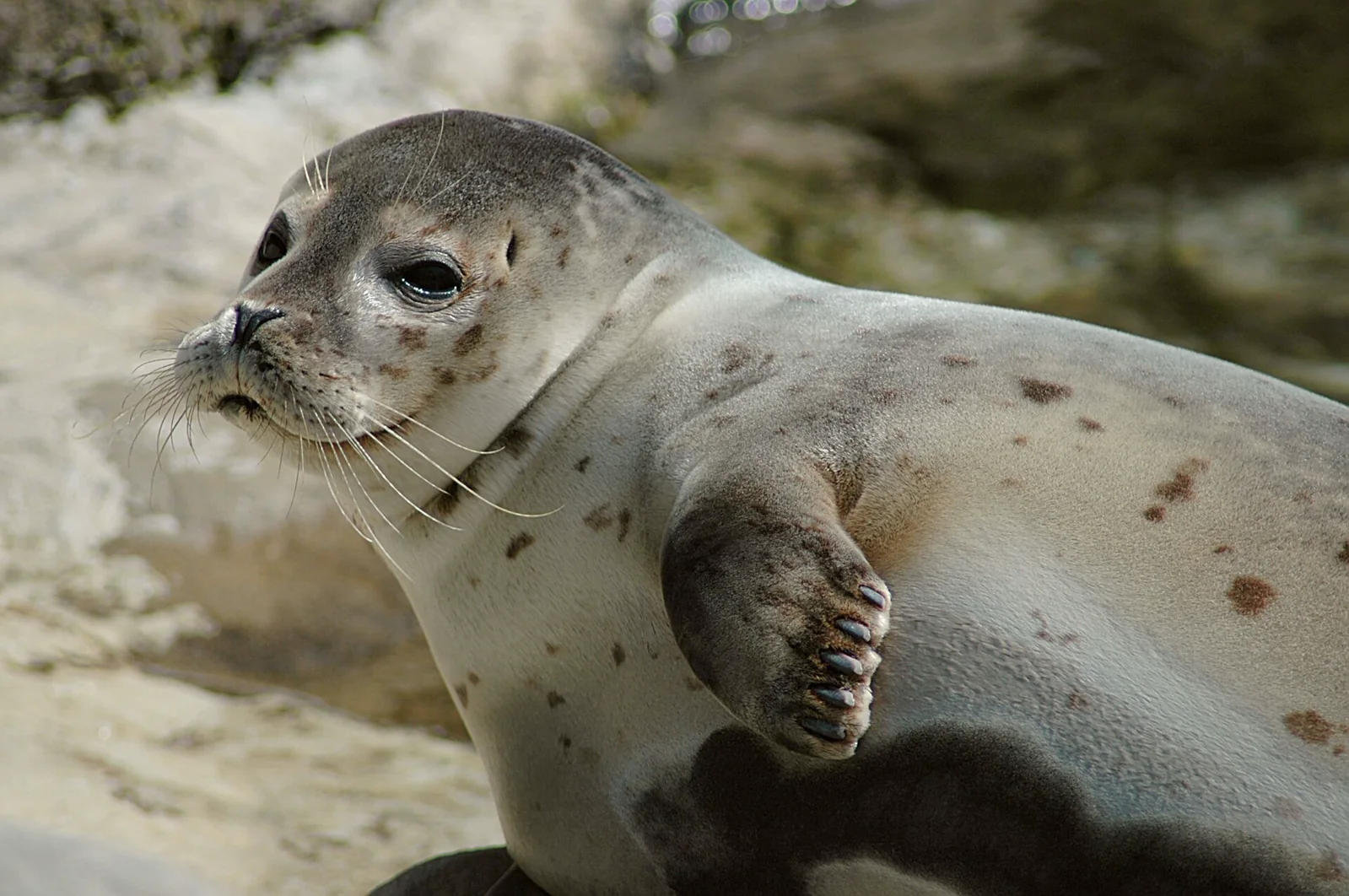 A harbor seal lying in side profile with long pale whiskers fanning from its muzzle.