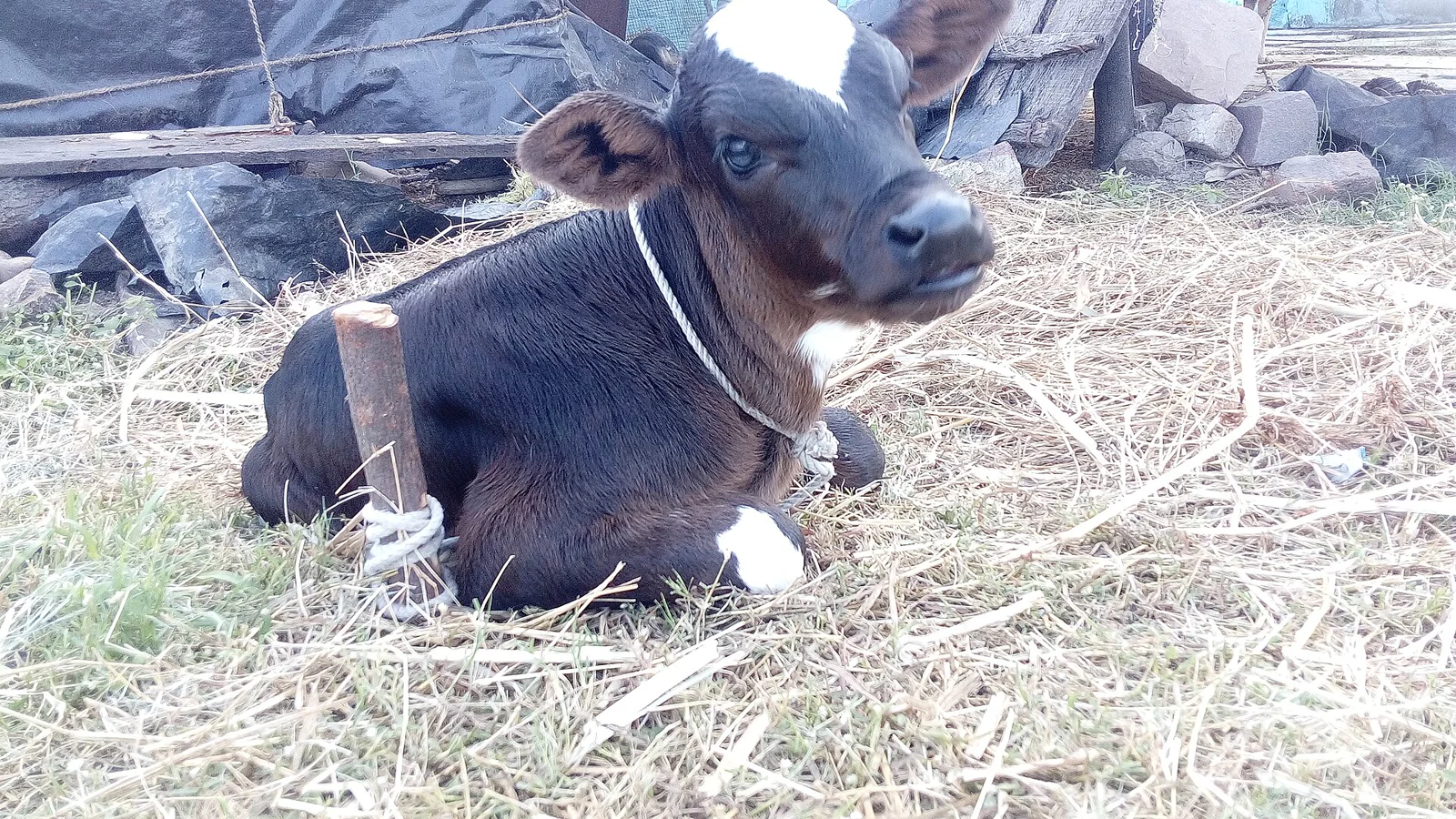 A black-and-white calf lying on straw with its head raised and mouth slightly open.