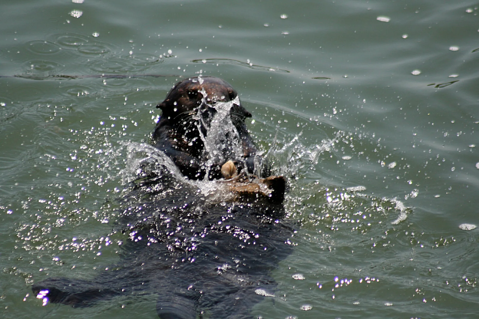 A sea otter floating on its back while holding a shell and a flat rock on its chest.