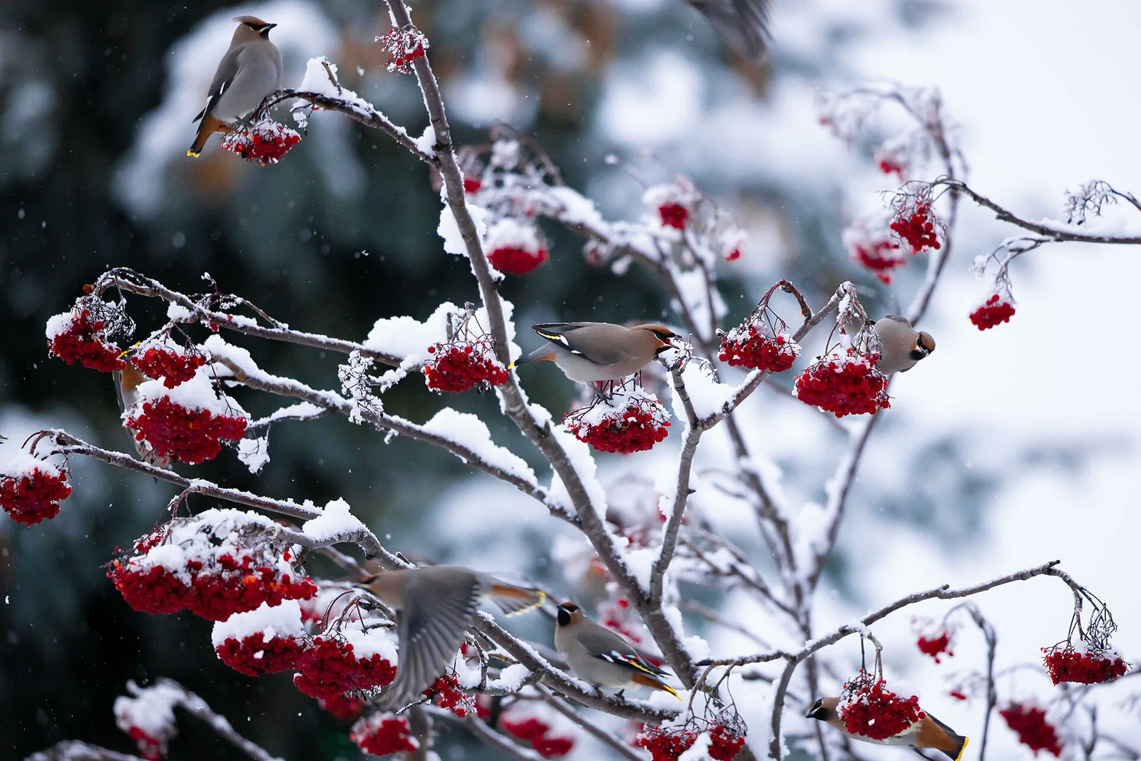 Bohemian waxwings feeding together among clusters of red mountain-ash berries.