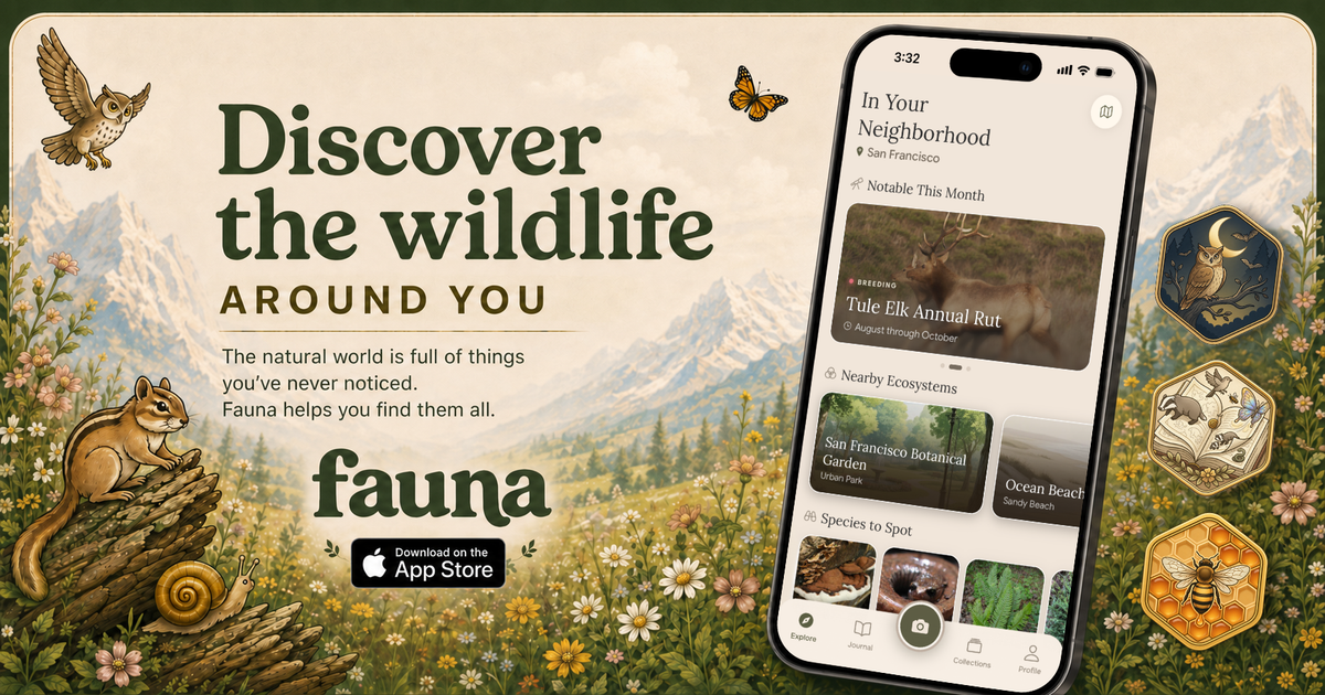 Fauna - Discover the Wildlife Around You